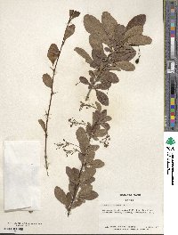 Berberis koreana image