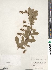 Berberis koreana image