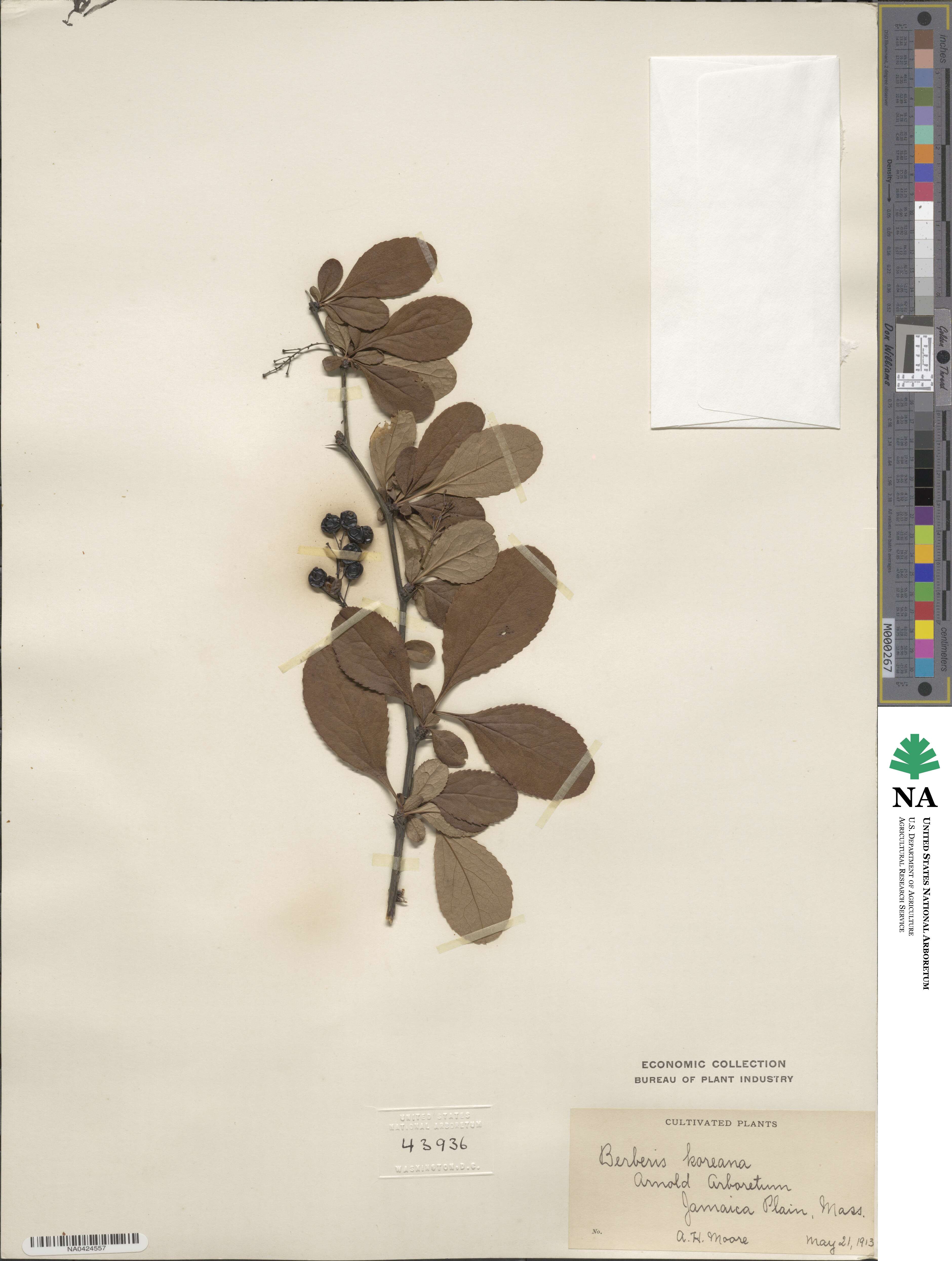 Berberis koreana image