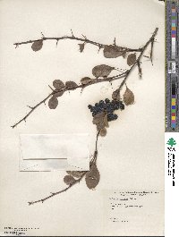 Berberis koreana image