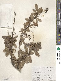 Berberis koreana image