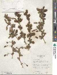 Berberis koreana image