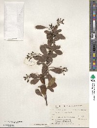 Berberis koreana image