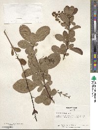 Berberis koreana image