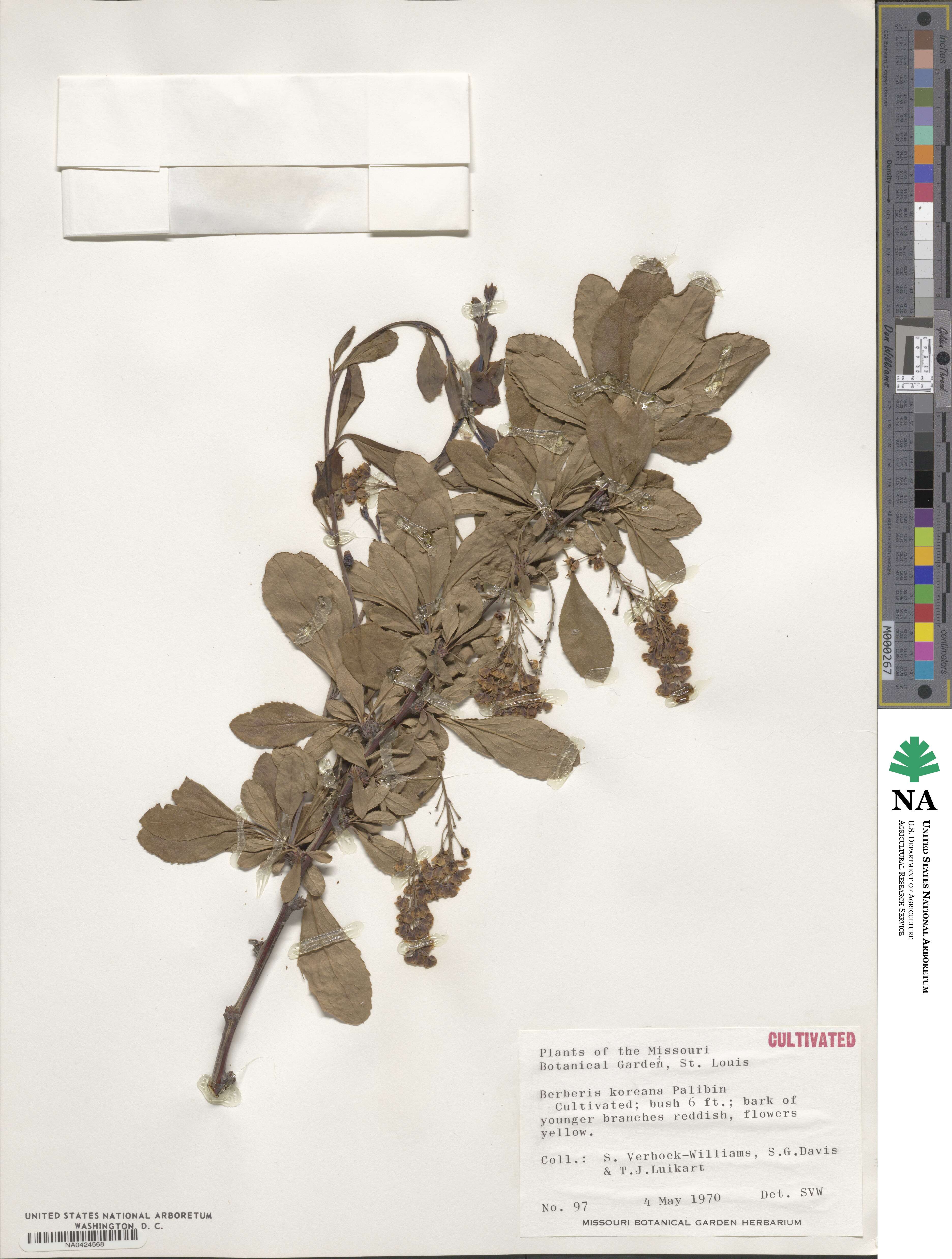 Berberis koreana image