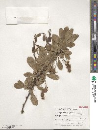 Berberis koreana image