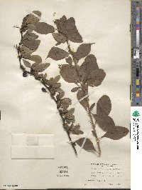 Berberis laxiflora image