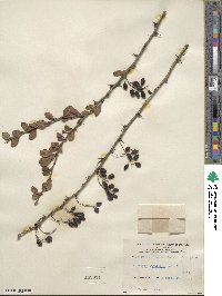 Berberis laxiflora image