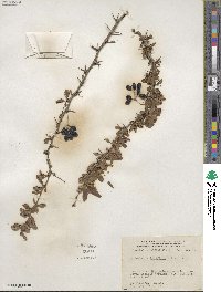 Berberis laxiflora image