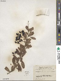 Berberis laxiflora image