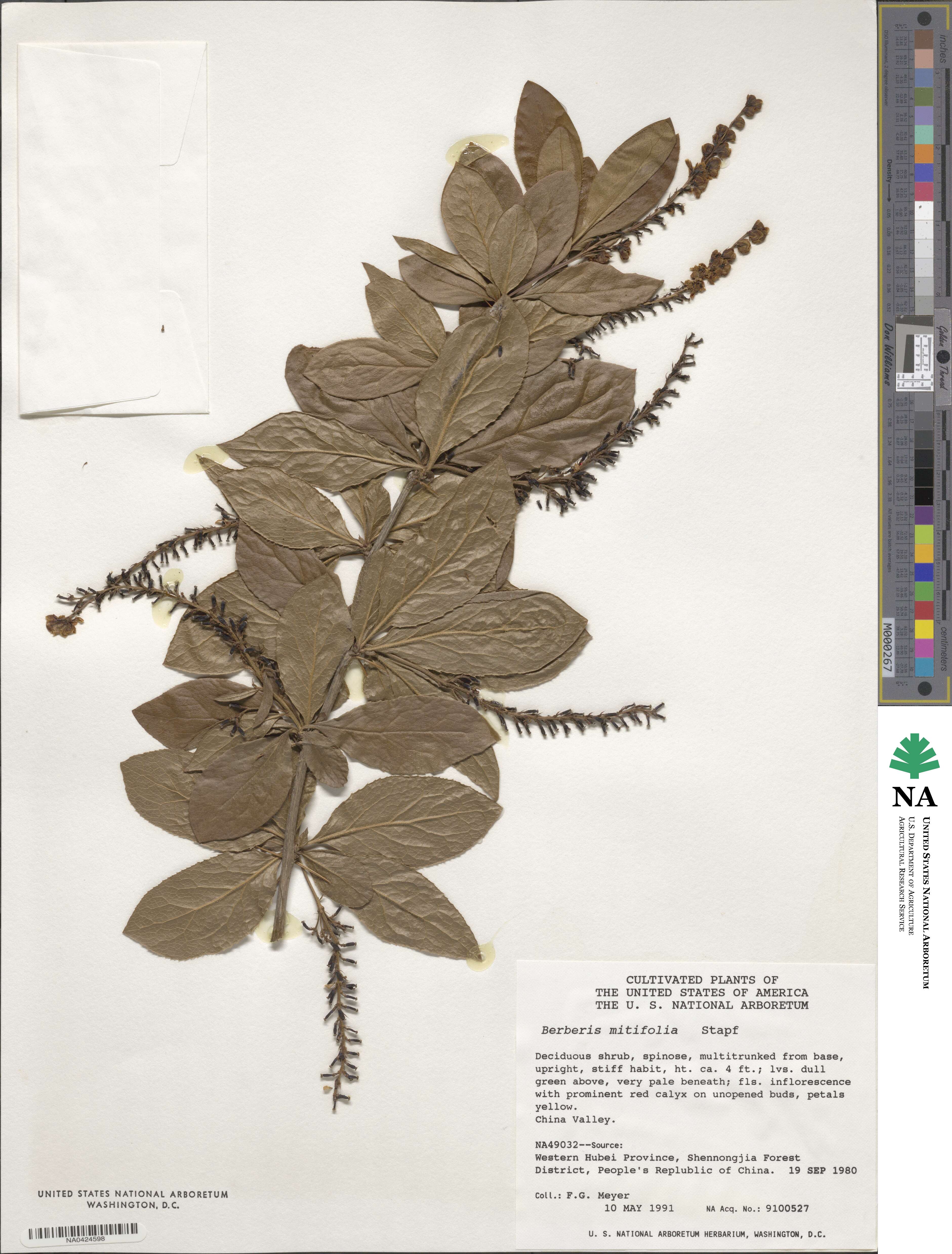 Berberis subsessiliflora image