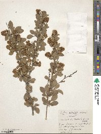 Berberis vulgaris image