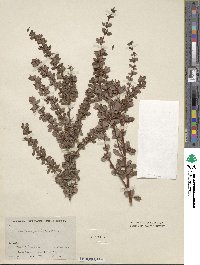 Berberis wilsoniae image