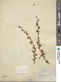 Berberis polyantha image