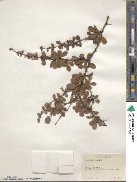 Berberis polyantha image