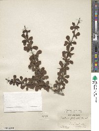 Berberis polyantha image