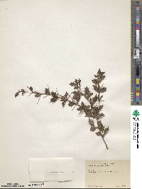 Berberis potaninii image