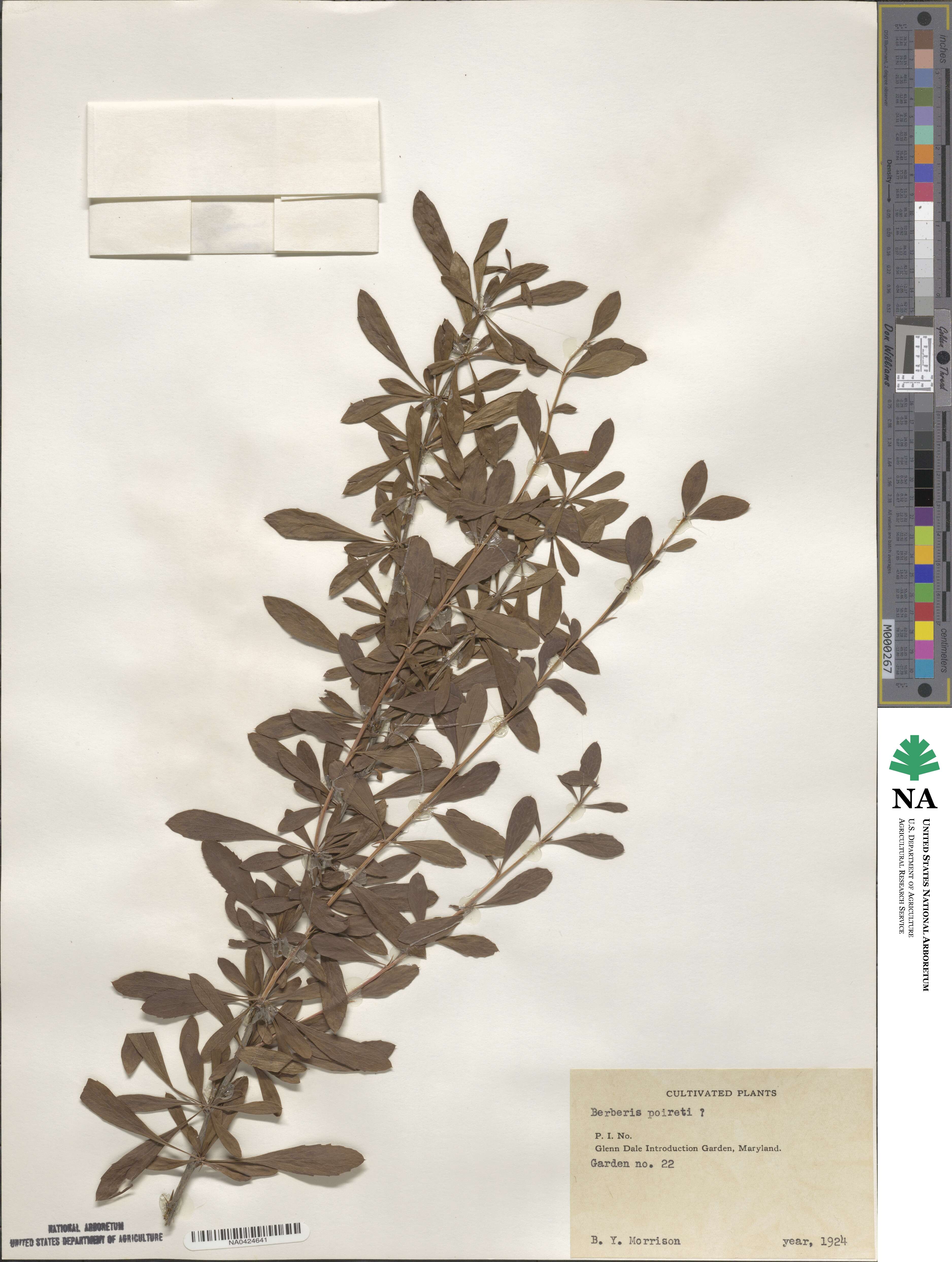 Berberis chinensis image