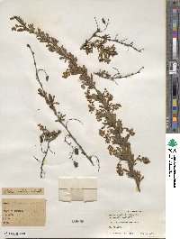 Berberis chinensis image