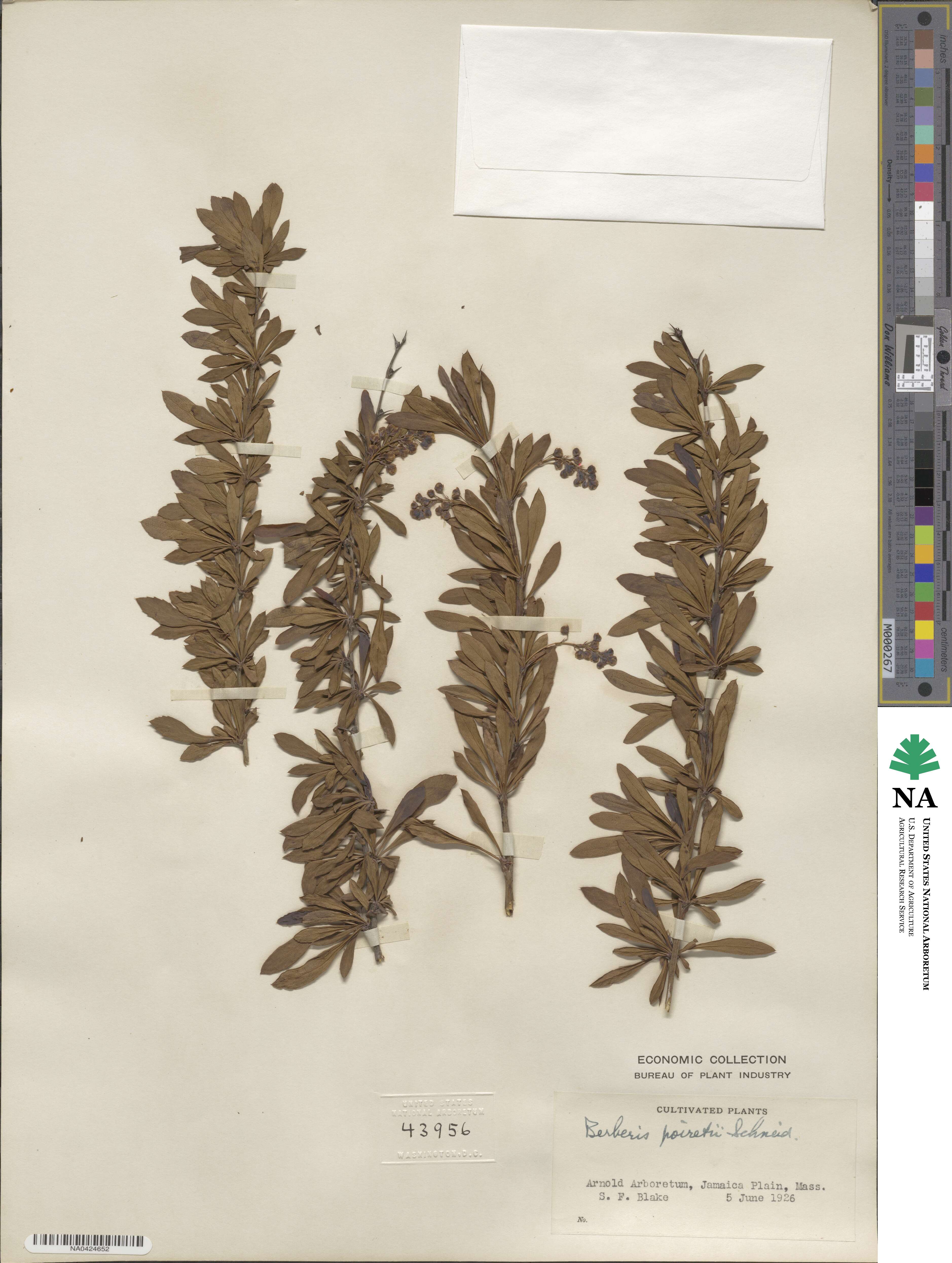 Berberis chinensis image