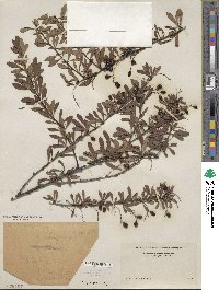 Berberis chinensis image