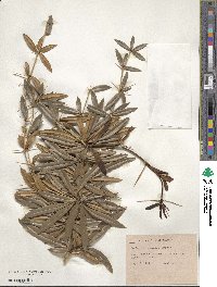 Berberis pruinosa image