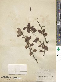 Berberis pruinosa image