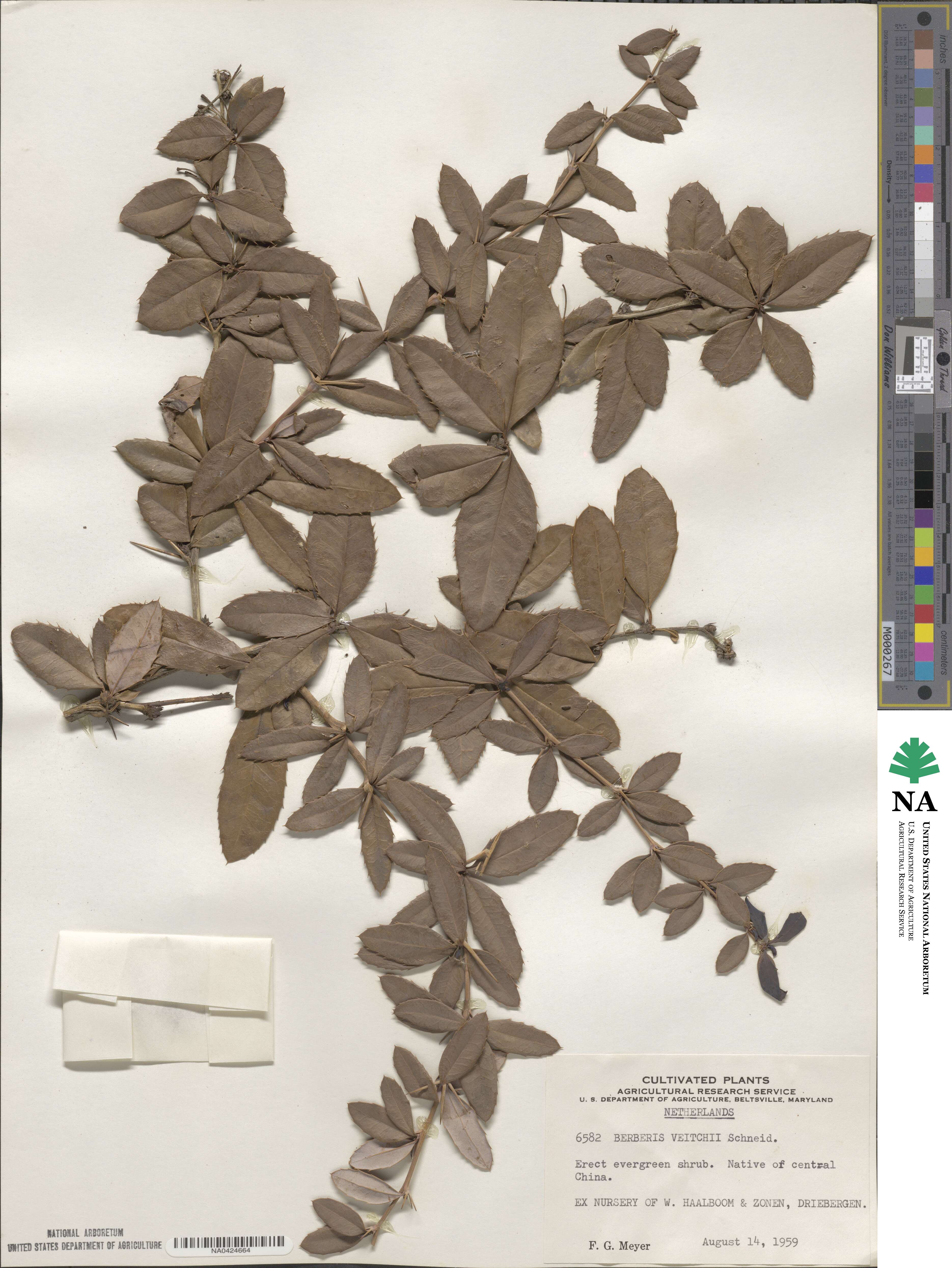 Berberis pruinosa image