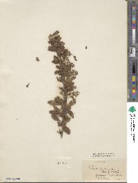 Berberis pruinosa image