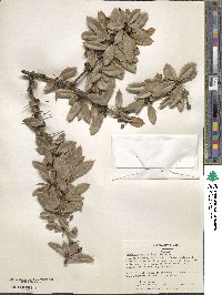 Berberis sargentiana image