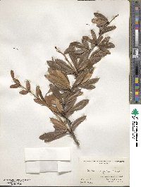 Berberis sargentiana image