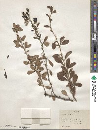 Berberis iberica image