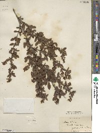 Berberis sibirica image