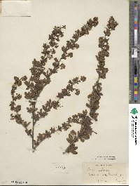 Berberis sibirica image