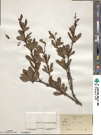 Berberis sieboldii image