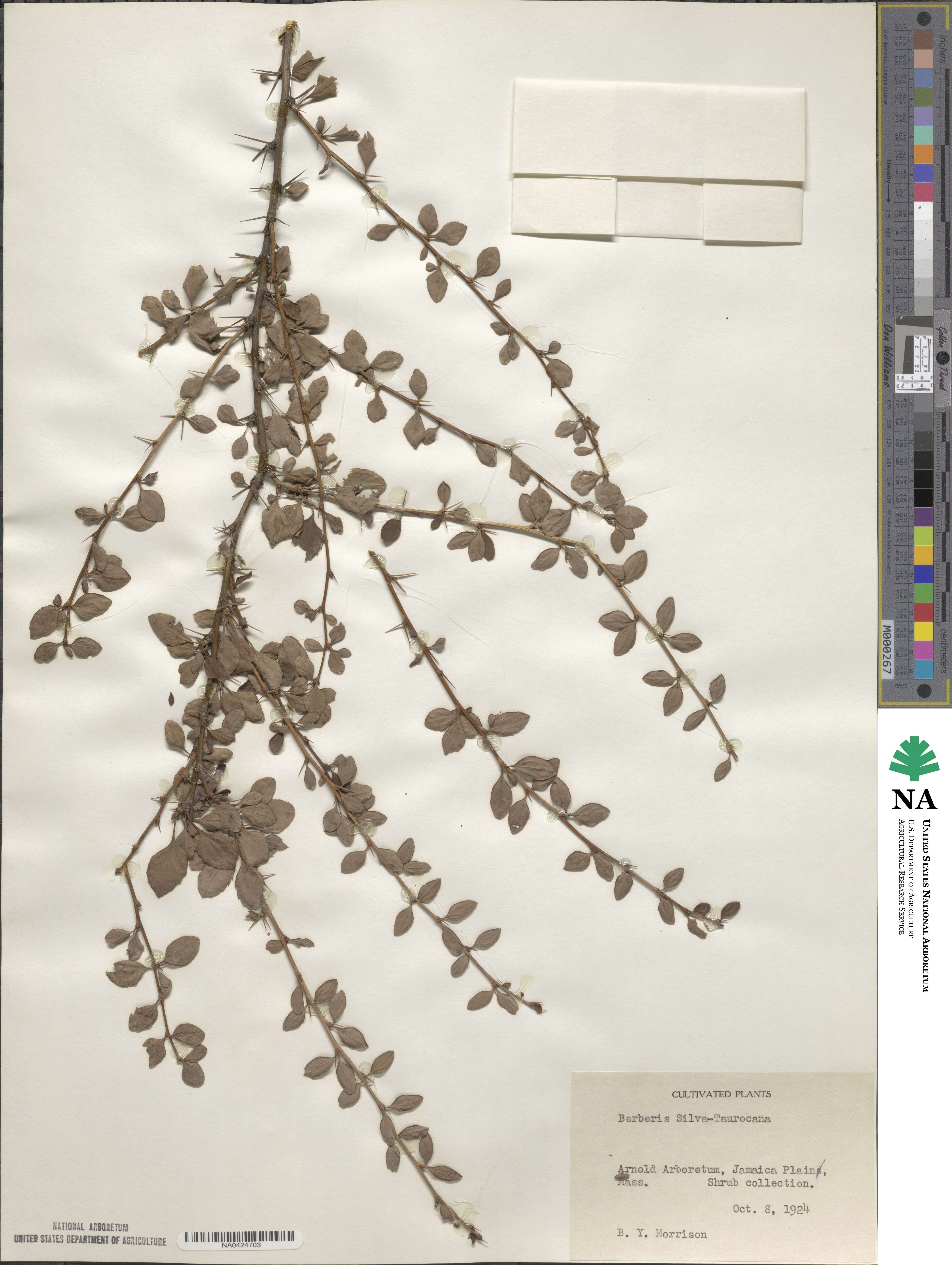 Berberis silva-taroucana image