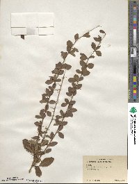 Berberis silva-taroucana image