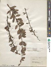 Berberis chinensis image