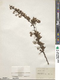 Berberis chinensis image