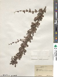 Berberis wilsoniae image