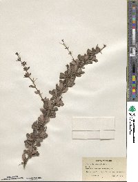 Berberis wilsoniae image