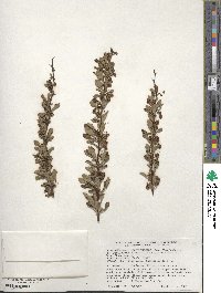 Berberis thunbergii image