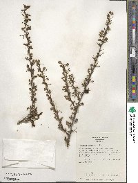 Berberis thunbergii image