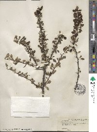 Berberis thunbergii image