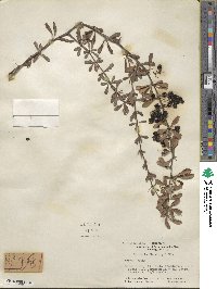 Berberis thunbergii image