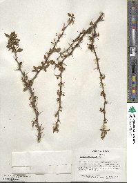 Berberis thunbergii image