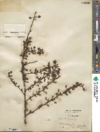 Berberis thunbergii image