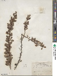 Berberis thunbergii image