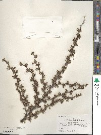 Berberis thunbergii image