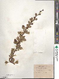 Berberis thunbergii var. atropurpurea image